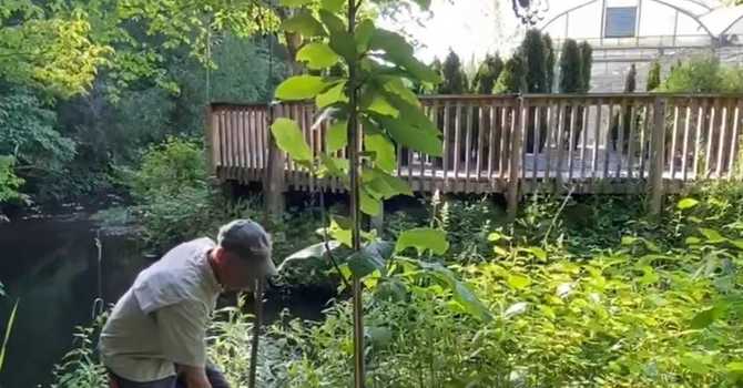 Deep Watering; The Secret To A Healthy Thriving Tree!