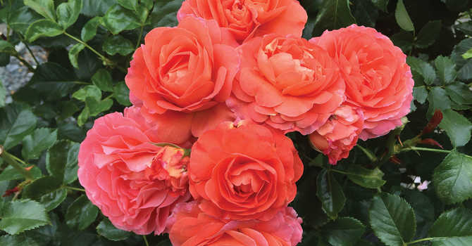 A Blooming Guide to Roses