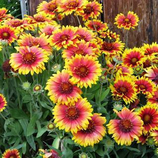 A planted garden bed