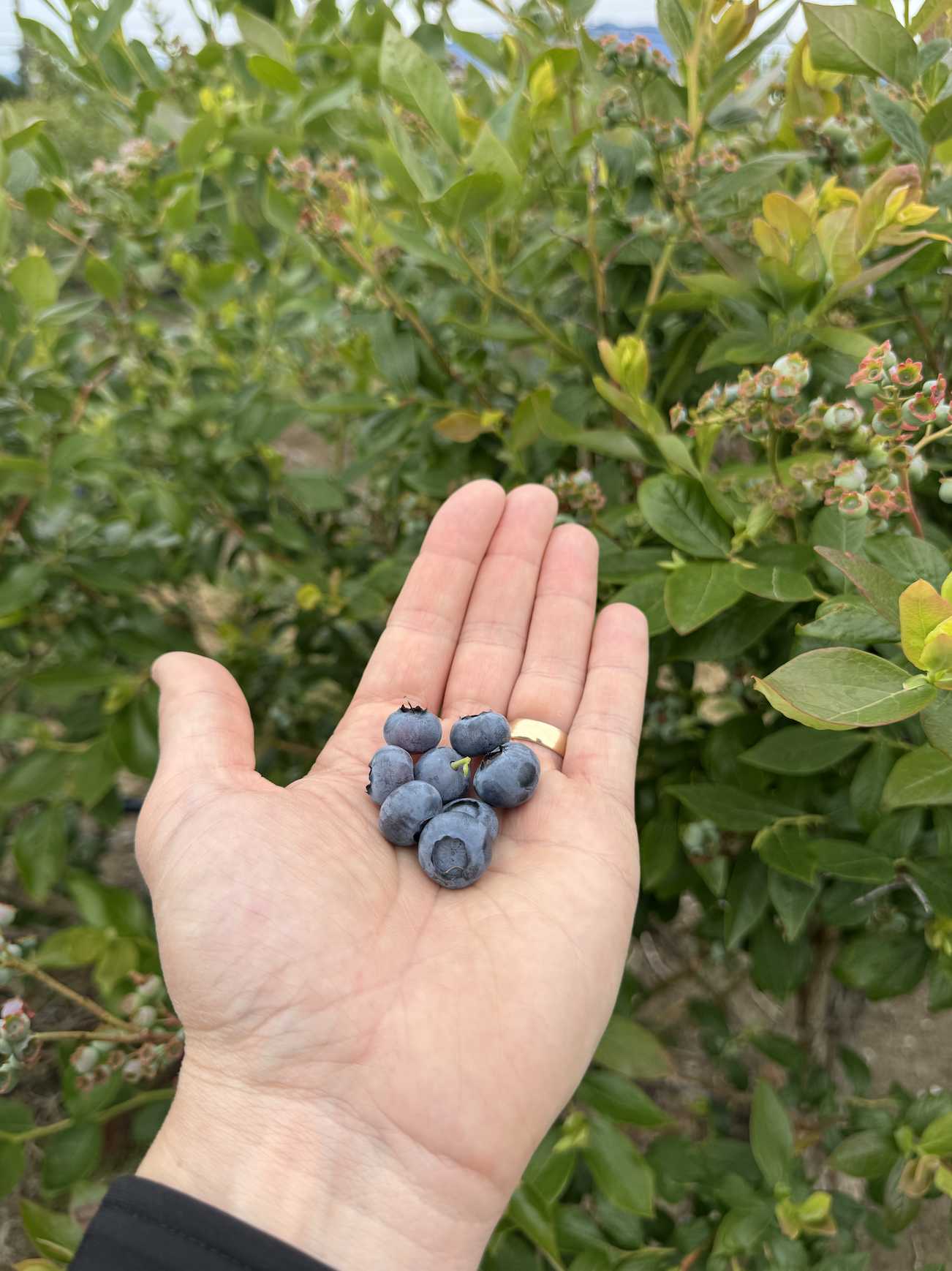 Hand-picked fresh blueberries at The Flowerhouse