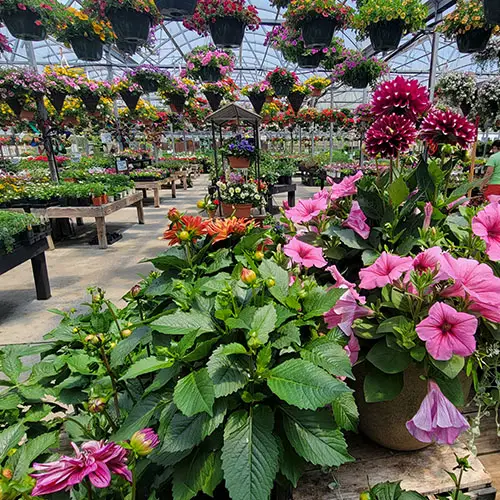 A welcoming independent garden center filled with seasonal plants