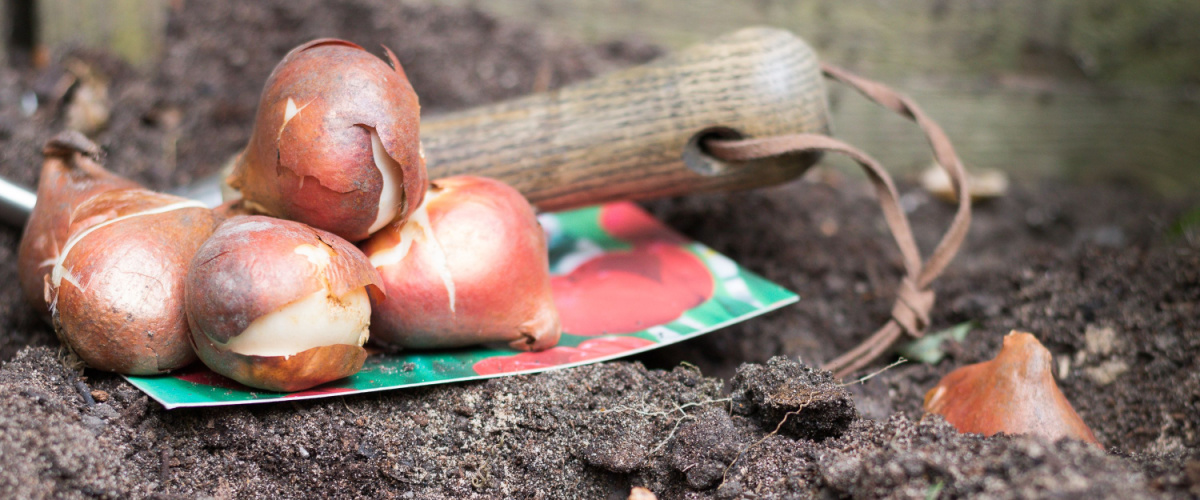 Planting flower bulbs in the garden to prepare for fall