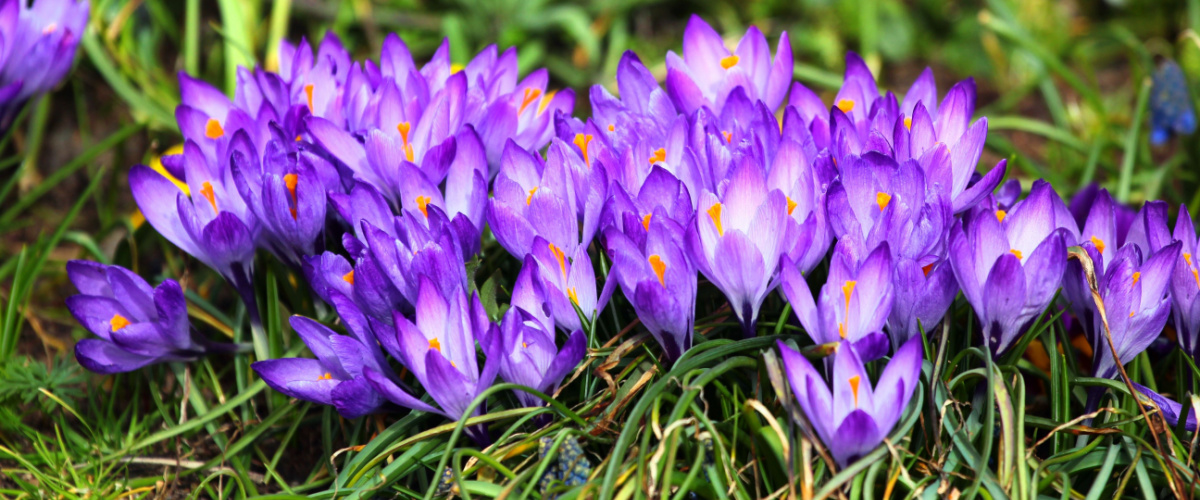 Crocuses in spring Crocuses in spring