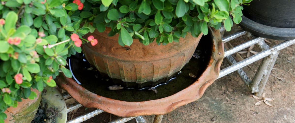 Plant tray to save water Plant tray to save water