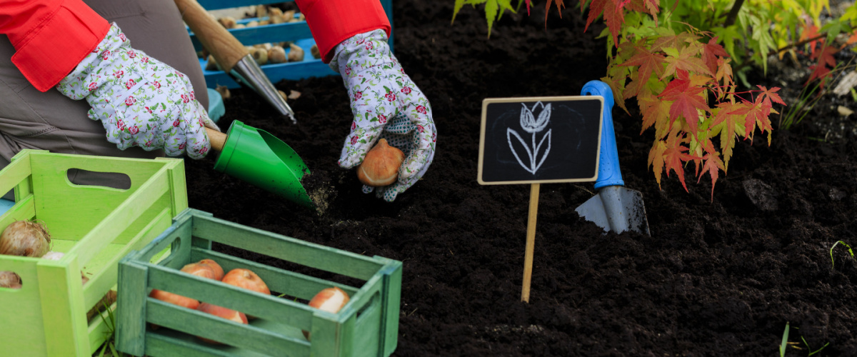 Planting spring bulbs Planting spring bulbs