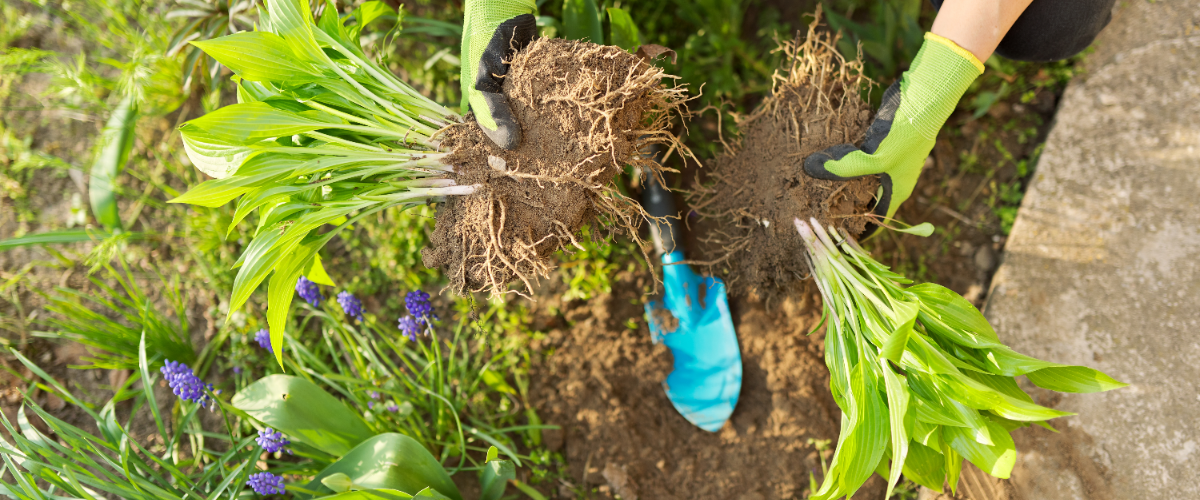 15 gardening tips for April 15 gardening tips for April