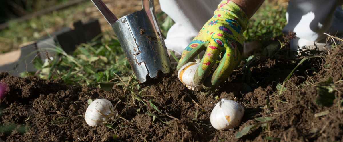 How to plant spring bulbs How to plant spring bulbs