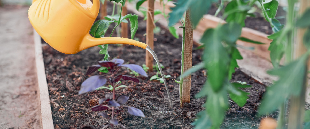 Watering tomato plants Watering tomato plants