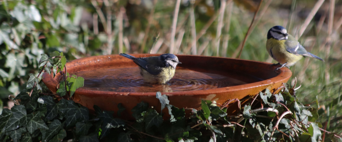 Birdbath with fresh water Birdbath with fresh water