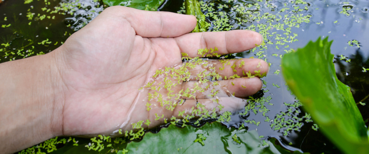 Remove duckweed from pond Remove duckweed from pond