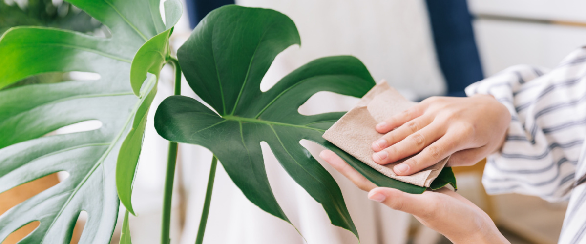 Cleaning Monstera Cleaning Monstera