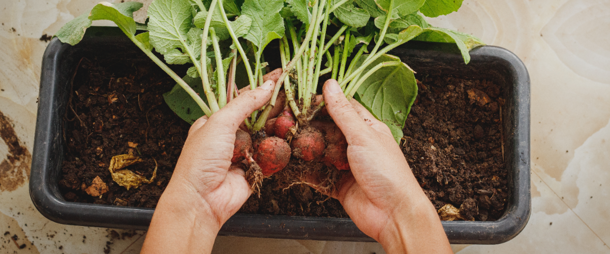 5 easy vegetables to grow in containers 5 easy vegetables to grow in containers