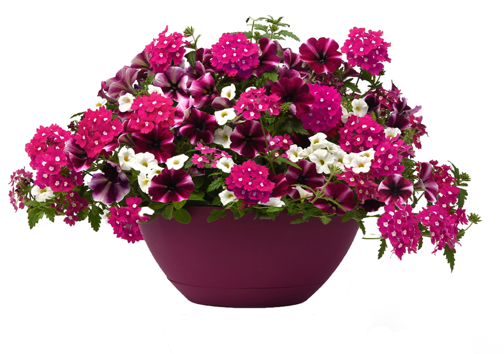 A garden-themed fundraising basket from Lacoste Garden Centre