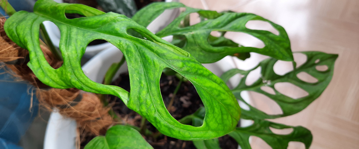Monstera Obliqua Monstera Obliqua