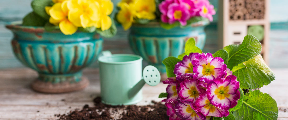 6 spring plants to brighten up your pots 6 spring plants to brighten up your pots