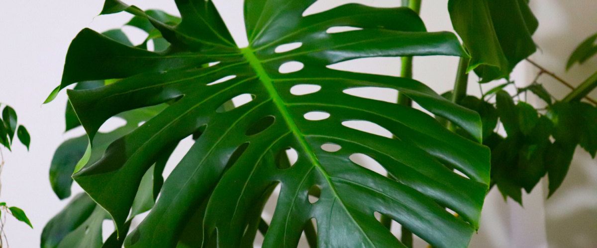 Monstera Deliciosa Monstera Deliciosa
