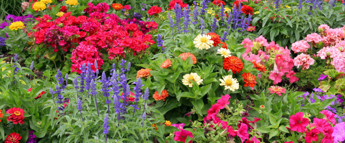 Plants to attract pollinators