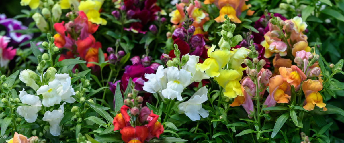 Snapdragons