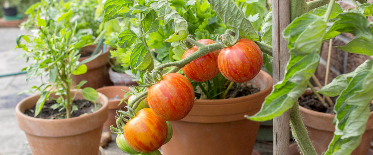 5 easy vegetables to grow in containers 5 easy vegetables to grow in containers