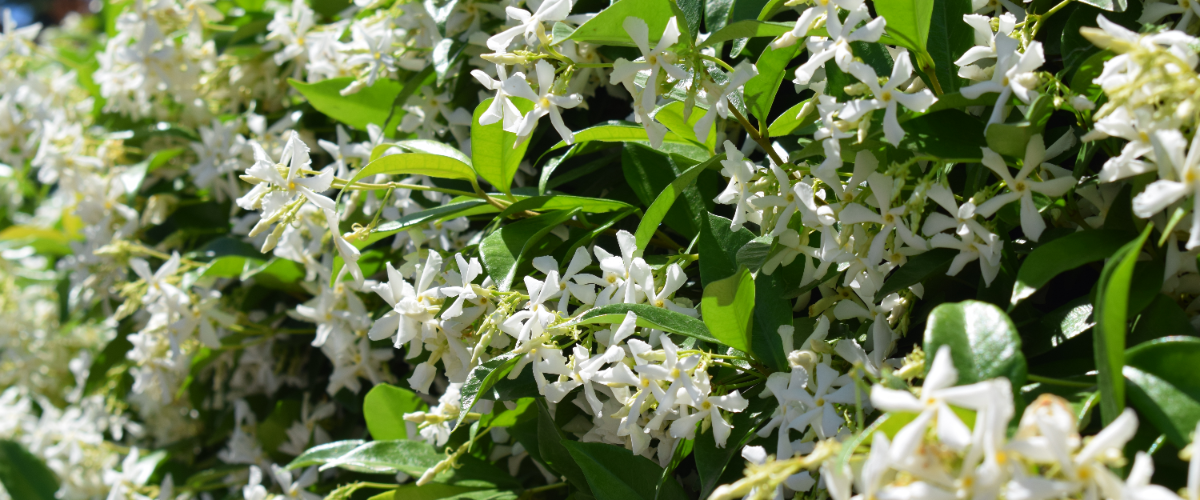Trachelospermum jasminoides Trachelospermum jasminoides