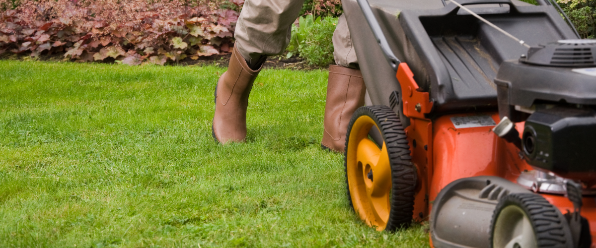 15 gardening tips for June
