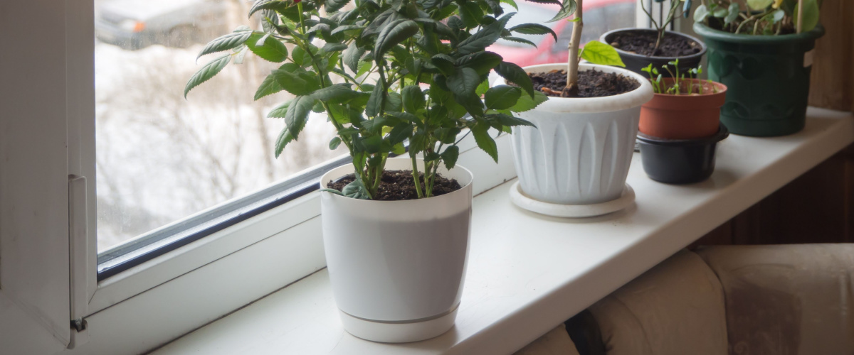 Fertilizing your houseplants in winter - or not?