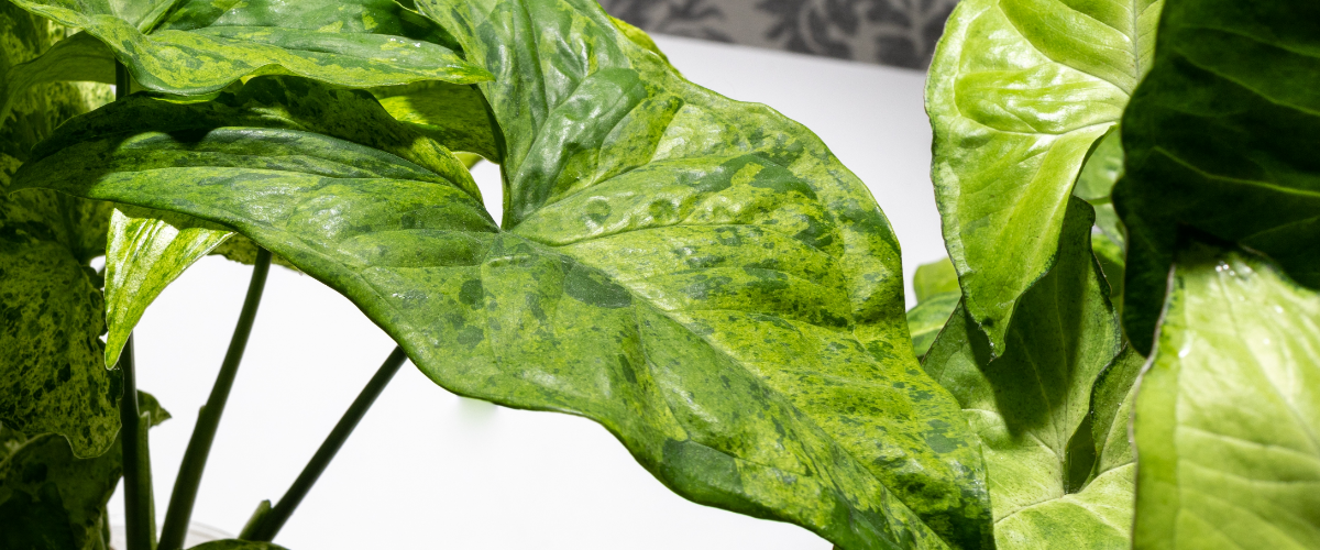 Syngonium ‘Mottled’ (Arrowhead Vine)