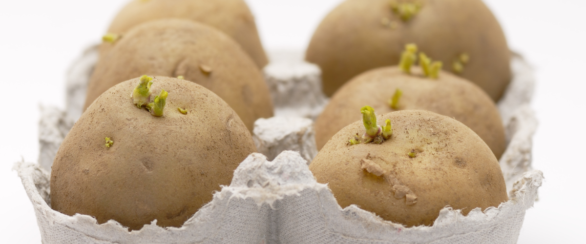 Here's how to grow your own potatoes!