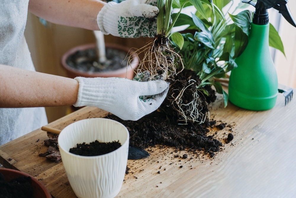 Repotting Houseplants: How to Get It Right