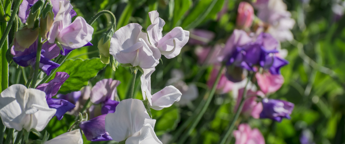 Sweet peas