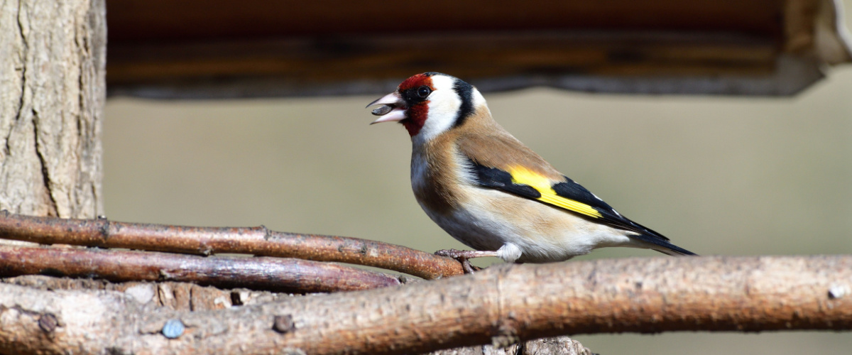Birds in autumn