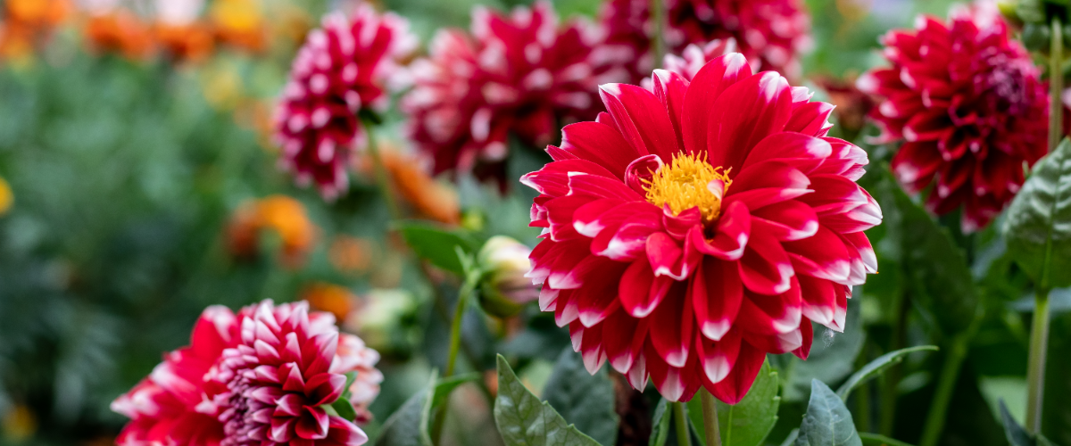 Spectacular summer bulbs to plant now Spectacular summer bulbs to plant now