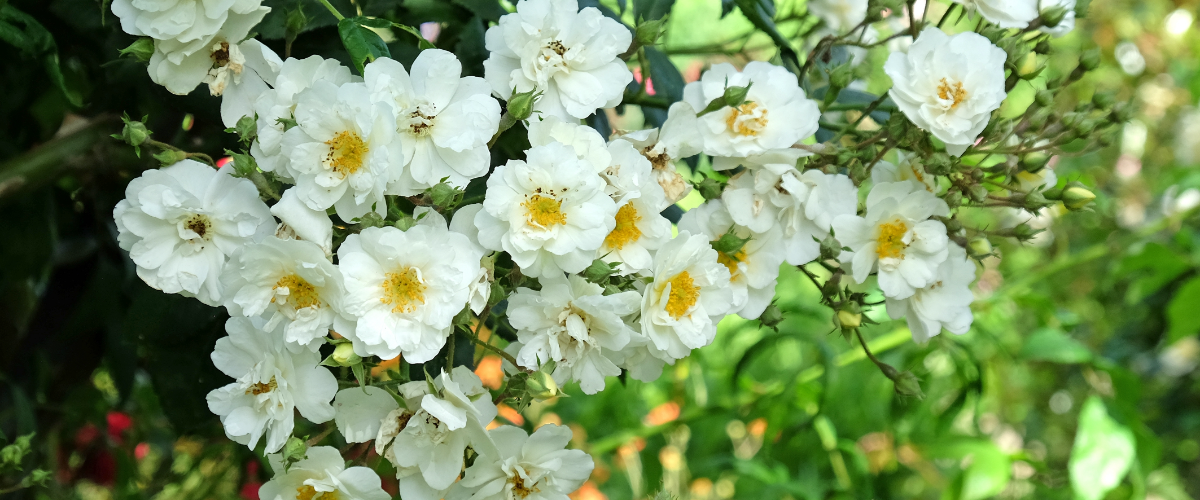 Rosa Rambling Rector Rosa Rambling Rector