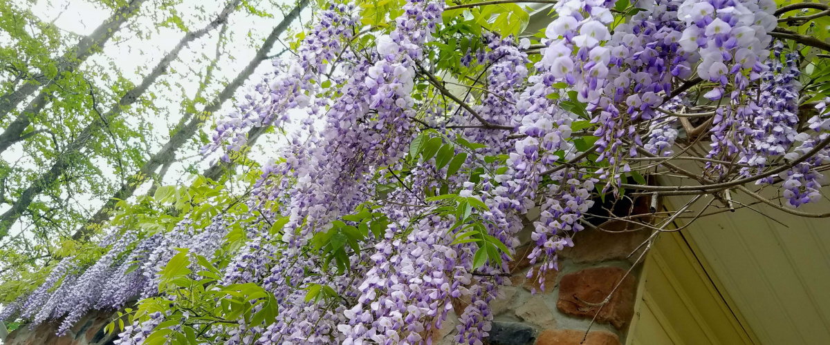 How to prune Wisteria How to prune Wisteria