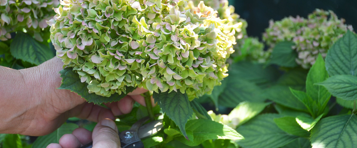 How to prune hydrangeas