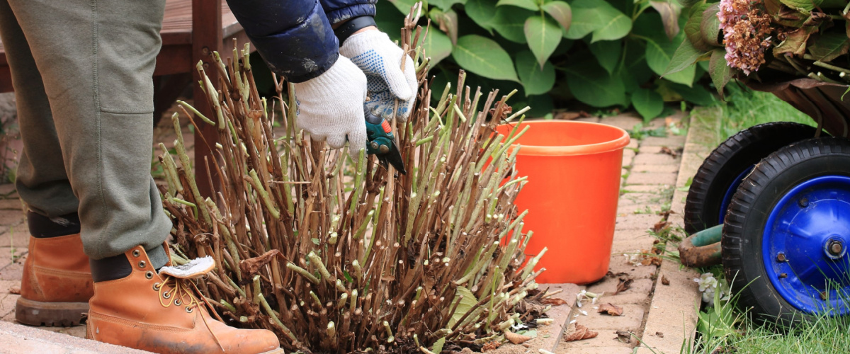 Pruning and trimming the garden to prepare for fall
