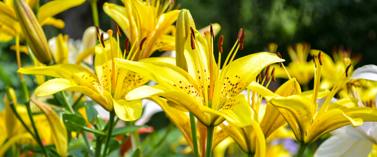 Spectacular summer bulbs to plant now Spectacular summer bulbs to plant now