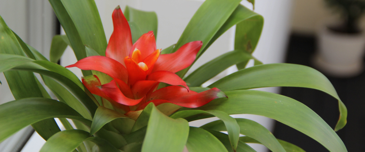 Guzmania fiery houseplant Guzmania fiery houseplant