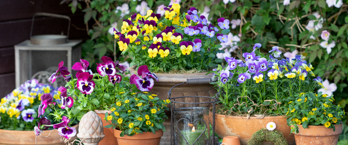 6 spring plants to brighten up your pots 6 spring plants to brighten up your pots