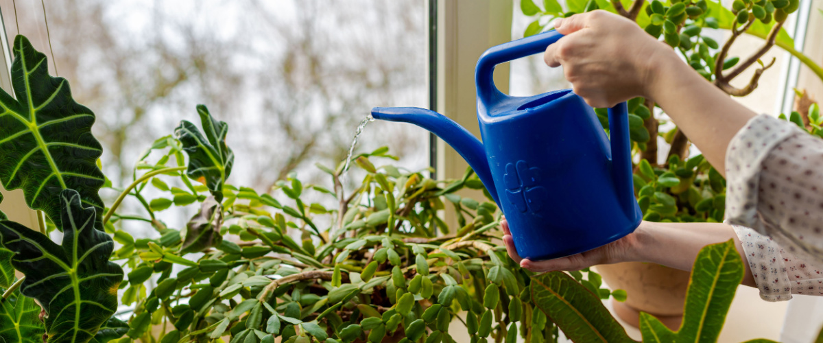 Watering your houseplants in winter