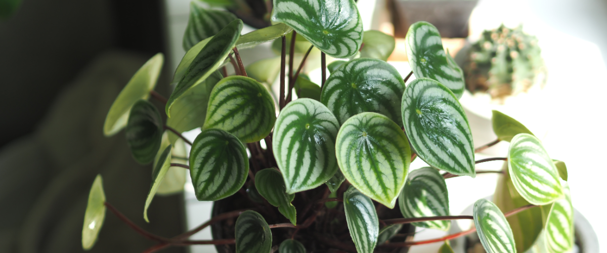 Watermelon Peperomia