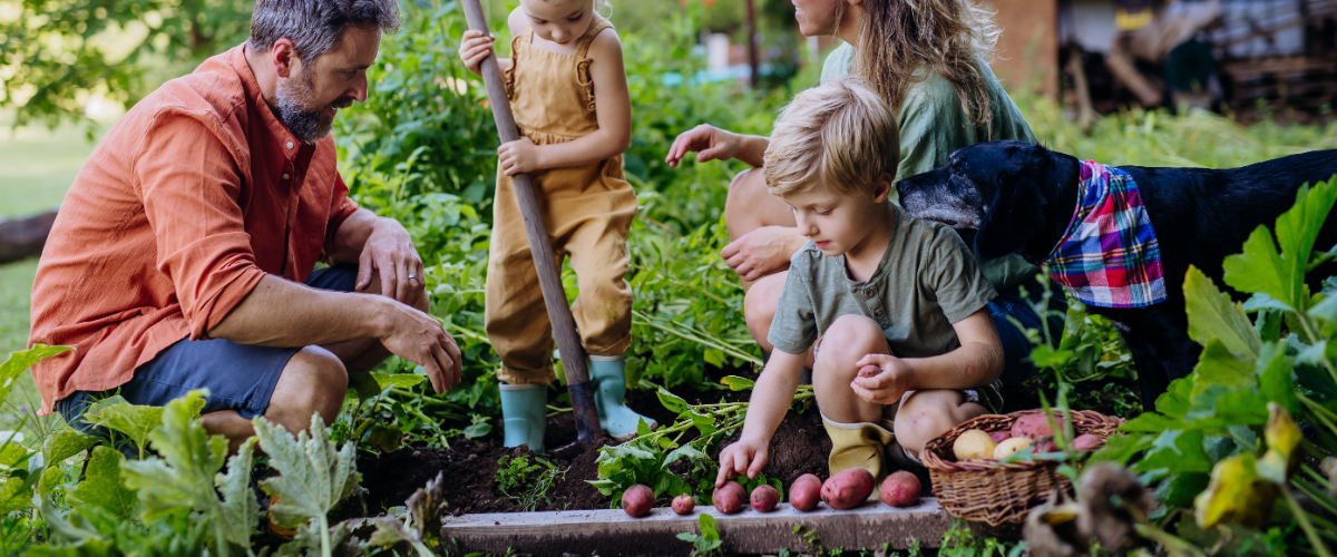 15 gardening tips for June