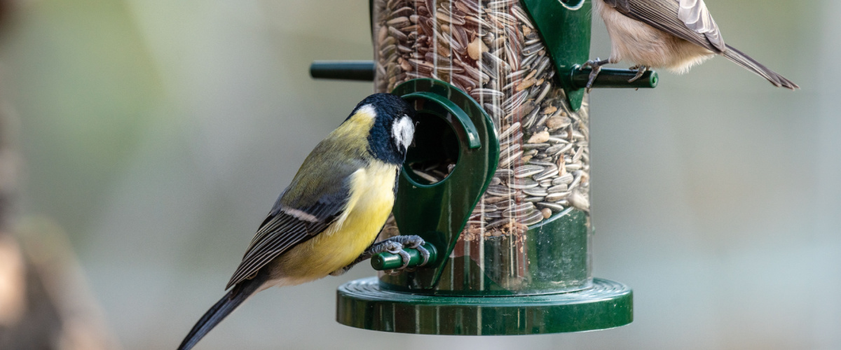 Bird feerders in autumn