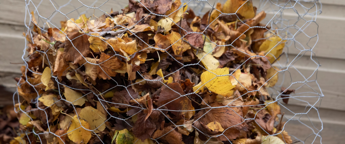 Making leaf mulch Making leaf mulch