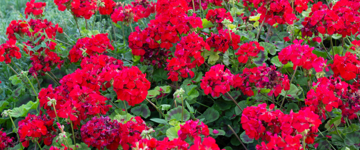 Geraniums